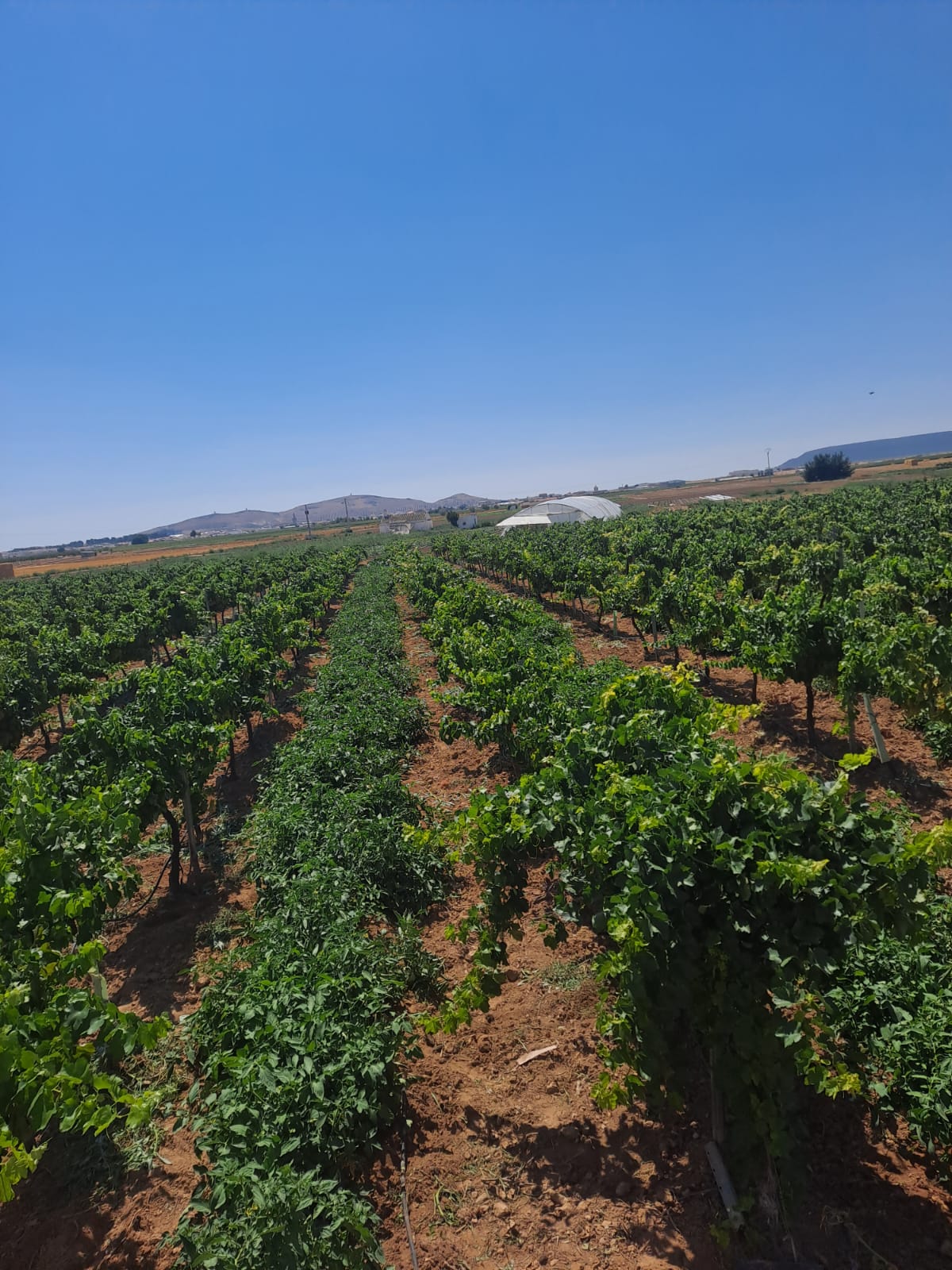 Cosechamos calidad y sostenibilidad